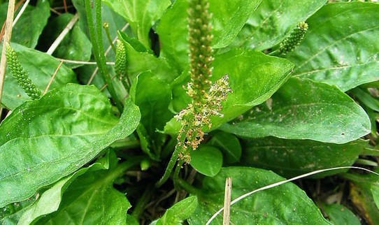 Natural compounds from  Plantago asiatica L.