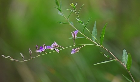 Natural compounds from  Polygala sibirica L.