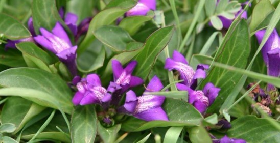 Natural compounds from  Polygala tenuifolia Willd.