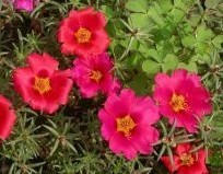 Natural compounds from  Portulaca grandiflora Hook.