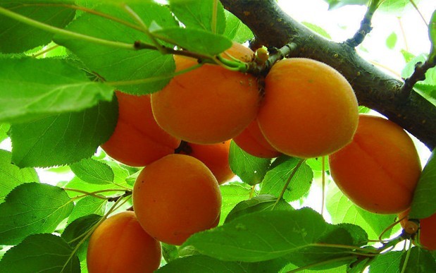 Natural compounds from  Prunus armeniaca L.