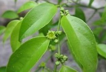 Natural compounds from  Psychotria serpens Linn
