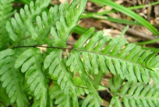 Natural compounds from  Pteris semipinnata L.