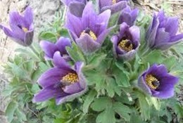Natural compounds from  Pulsatilla chinensis (Bge.) Regel