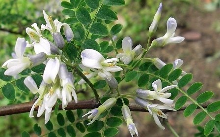 Natural compounds from  Sophora viciifolia Hance