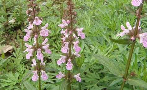 Natural compounds from  Stachys japonica Miq.