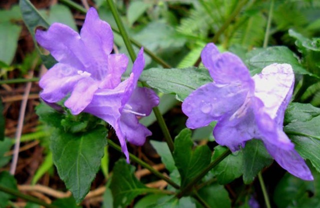 Natural compounds from  Strobilanthes cusia (Nees) Ktze.