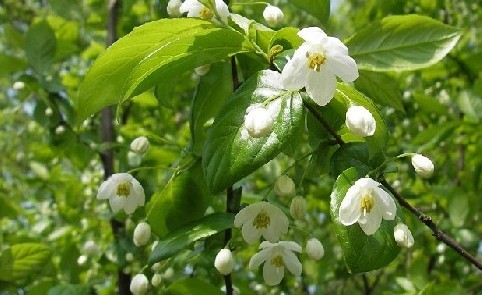 Natural compounds from  Styrax tonkinensis (Pierre) Craib ex Hart.