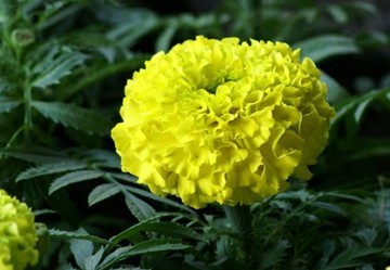 Natural compounds from  Tagetes erecta L.