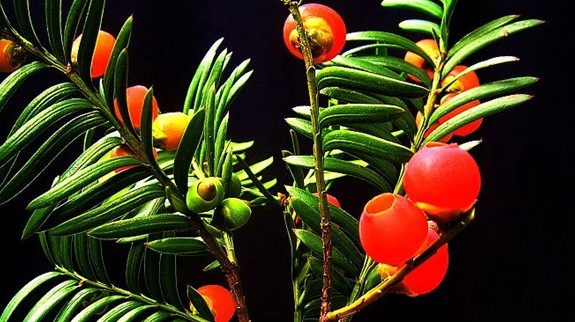 Natural compounds from  Taxus yunnanensis Cheng et L. K. Fu