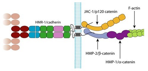 BCC1018_2