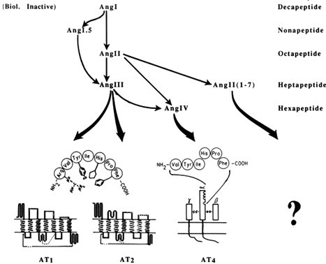 BCC1031_2