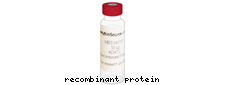 DsbG, Recombinant Protein 