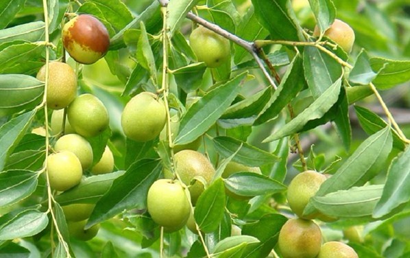 Natural compounds from  Abrus cantoniensis