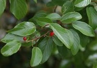 Natural compounds from  Acacia catechu (L.F.) Willd.