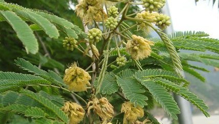 Natural compounds from  Acacia farnesiana (L.) Willd.