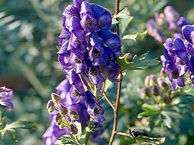 Natural compounds from  Aconitum nagarum Stapf var. lasianduum W.T.Wang