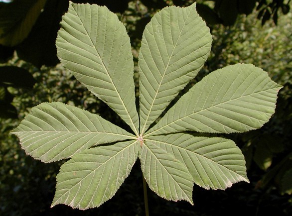 Natural compounds from  Aesculus hippocastanum L.