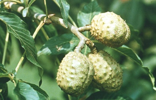 Natural compounds from  Aesculus wilsonii Rehd.