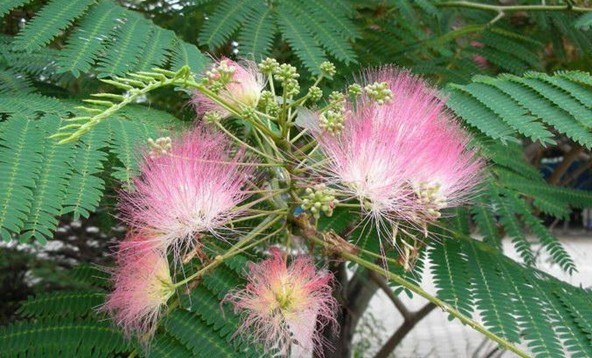 Natural compounds from  Albizzia julibrissin Durazz