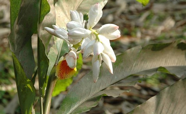 Natural compounds from  Alpinia katsunadia Hayata