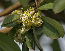 Natural compounds from  Alstonia scholaris