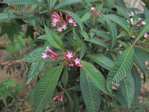 Natural compounds from  Alstonia yunnanensis