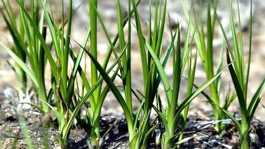 Natural compounds from  Anemarrhena asphodeloides Bunge