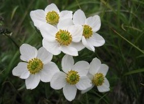 Natural compounds from  Anemone cathayensis Kitag.