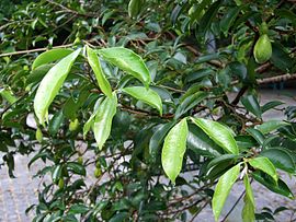 Natural compounds from  Aquilaria sinensis