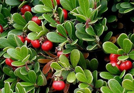 Natural compounds from  Arctostaphylos uva-ursi (L.) Spreng.