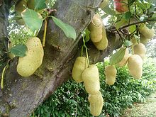 Natural compounds from  Artocarpus heterophyllus