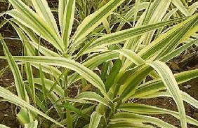 Natural compounds from  Arundo donax L.