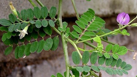 Natural compounds from  Astragalus complanatus R. Brown.