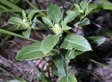 Natural compounds from  Atractylodes lancea (Thunb.) DC.