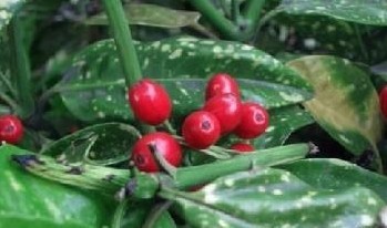 Natural compounds from  Aucuba chinensis Benrth.