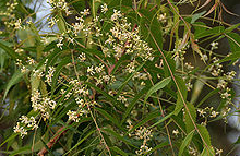 Natural compounds from  Azadirachta indica