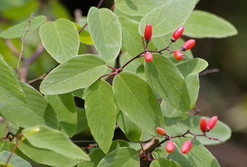 Natural compounds from  Berchemia kulingensis Schneid