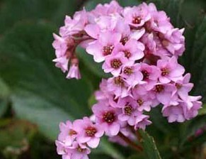 Natural compounds from  Bergenia purpurascens Engl.