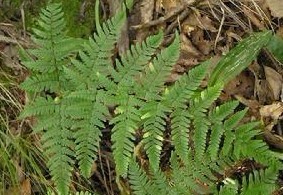 Natural compounds from  Blechnum orientale Linn.