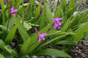 Natural compounds from  Bletilla striata