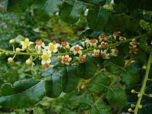 Natural compounds from  Boswellia carterii Birdw.