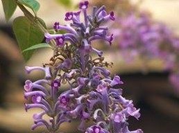 Natural compounds from  Buddleja lindleyana Fort.