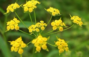 Natural compounds from  Bupleurum chinense DC.