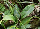 Natural compounds from  Bupleurum longibrachiatum Turcz.