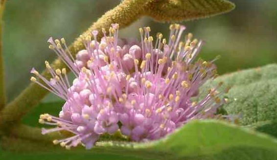 Natural compounds from  Callicarpa pedunculata R. Brown