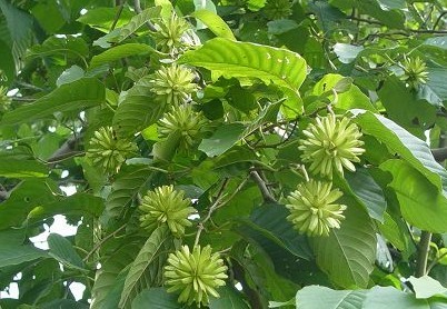 Natural compounds from  Camptotheca acuminata Decne.