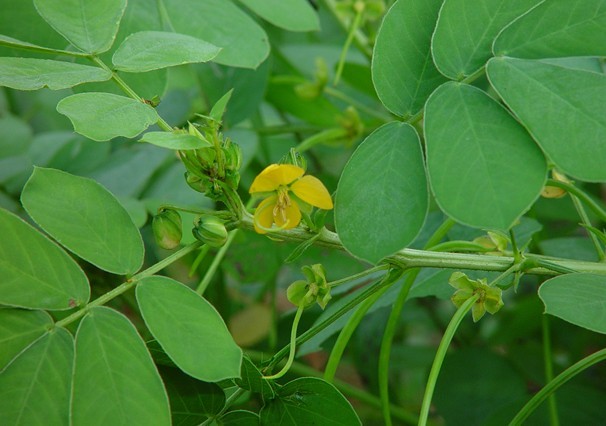 Natural compounds from  Cassia tora Linn.