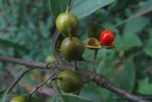 Natural compounds from  Celastrus stylosus Wall.