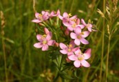 Natural compounds from  Centaurium meyeri (Bunge) Druce